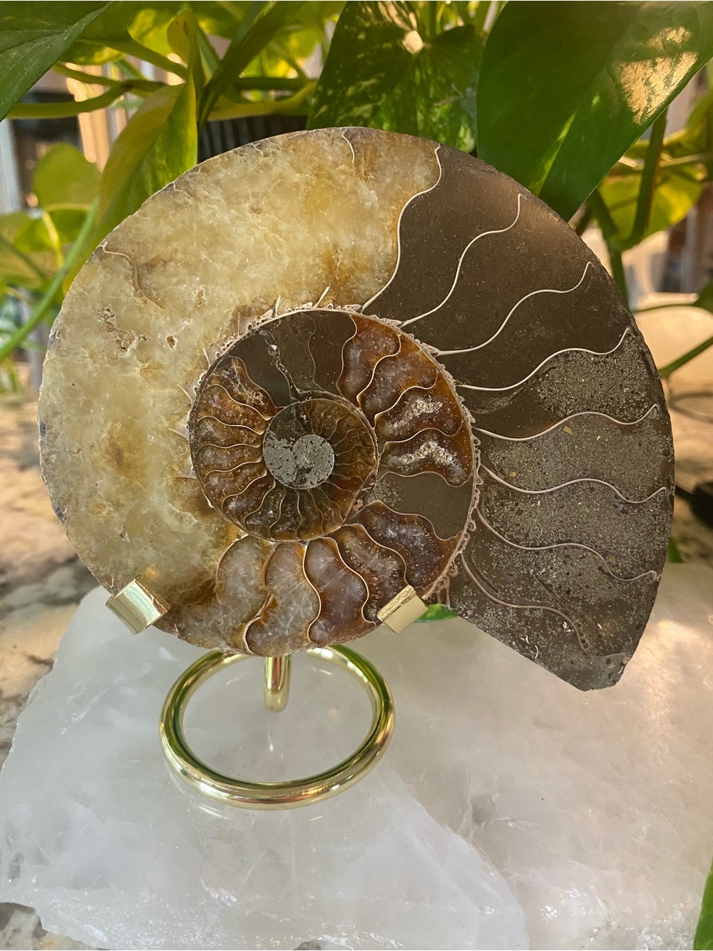 Polished 5” Ammonite Fossil - Brown & Cream Spiral.  Stand Included